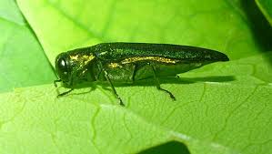 emerald ash borer beetle agrilus