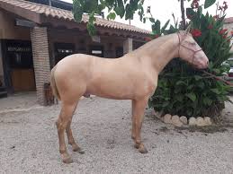 The horses at hacienda del sol come from the best bloodlines in spain, mainly from maria fernanda de la escalera and yeguada militar. Miriam Frenk Andalusian Horses For Sale From Spain
