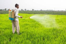 Image result for punjab rice farming spray