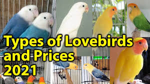 types of love birds s of love
