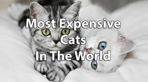 And the first year city of la license fee for dogs. Top 12 Most Expensive Cat Breeds In The World Ashera Vs Savannah Financesonline Com