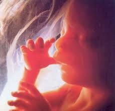 Image result for protecting the unborn