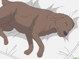 how to recognize a dying dog 11 signs