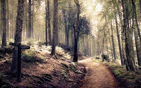 Forest Path HD wallpaper