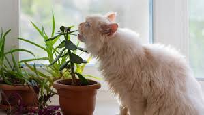 20 Toxic Plants For Cats And Dogs You