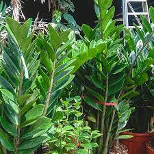 Shade Loving Plants For Your Garden