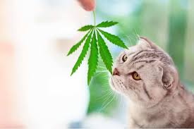 Check out our oil for arthritis selection for the very best in unique or custom, handmade pieces from our bath & beauty shops. Cbd Oil For Cats Benefits Dosage Faq S We Re All About Cats