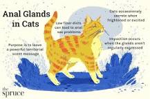 When should I express my cats glands?