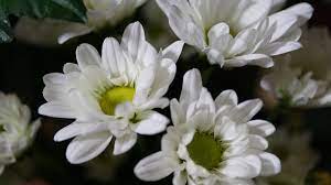 35 types of white flowers with names