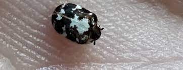 bed bug heat machine kills carpet beetles