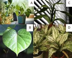 Best Large Indoor Plants For Low Light