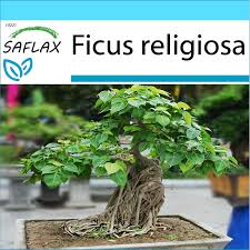 seeds bonsai pul tree