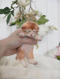 newborn kitten by yuliya zubareva tedsby