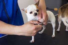 the art of dog nail clipping