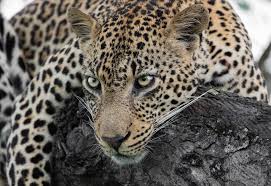 Lazy Leopard Home Decor Wildlife