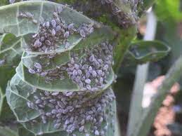 vegetable aphid cabbage center for
