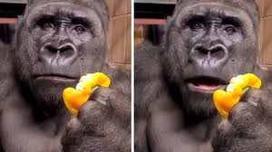 monkeys apes know your meme