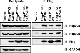 hsp rescues ptk from proteasomal degradation in breast cancer figure