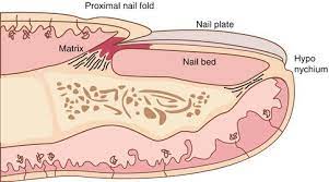 nail anatomy and physiology for the