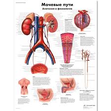 The Urinary Tract Anatomy And Physiology