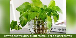 How To Grow Money Plant Faster A Pro
