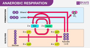 by anaerobic respiration from yeast