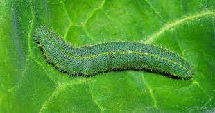 How to Control Cabbage Worms on Brassicas | Gardener's Path