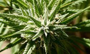 How to get a medical marijuana card in oregon: Tennessee Senators Approve Medical Marijuana Bill In Committee Marijuana Moment