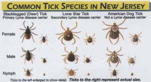 Freehold Township Tick Borne Disease Ecology Ticks Of