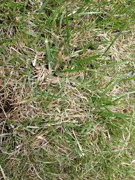 Learn how to maintain a healthy lawn. Do I Need To Dethatch Or Aerate Lawnsite Is The Largest And Most Active Online Forum Serving Green Industry Professionals