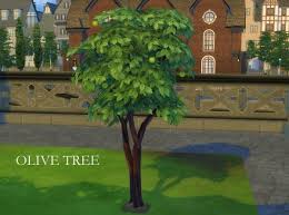 Mod The Sims Harvestable Olive Tree By