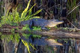American Alligator (Alligator mississippiensis) · iNaturalist