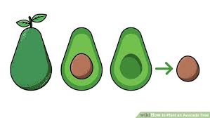 How To Plant An Avocado Tree With Pictures Wikihow