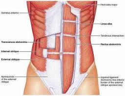 If so, you will find numerous anatomical human torso models at. Core Strength Beyond The 6 Pack Charlotte Chiropractic Blog