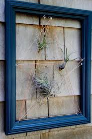 Living Wall Art With Airplants