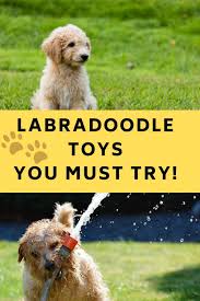 12 great labradoodle toys you must try