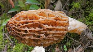 Tips For Hunting Morel Mushrooms Delishably
