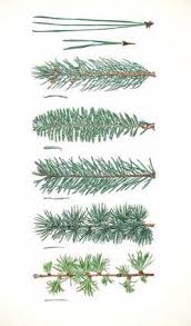 Tree Identification Coniferous Evergreen Botanical