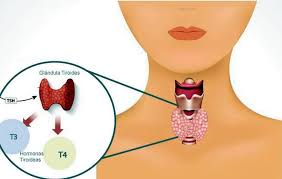 E' in corso la settimana mondiale della tiroide. Tiroidite 20 26 Maggio 2019 Settimana Preventiva