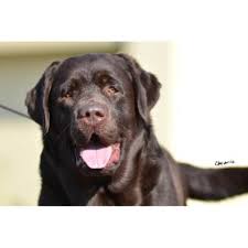 Stormy c labradors is located in new jersey. Stormy C Labradors Labrador Retriever Breeder In Sewell New Jersey