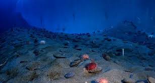 microbes buried deep in ocean crust may