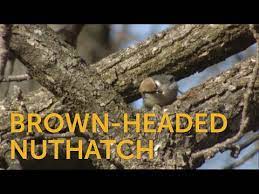 brown headed nuthatch american bird