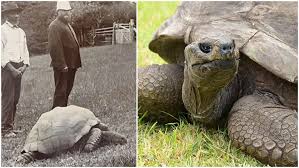 oldest tortoise ever