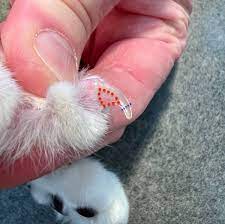 how often to cut cats nails and can i