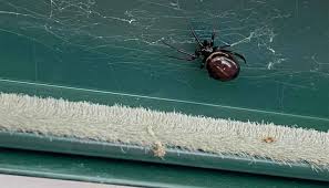How To Get Rid Of Spiders In Garage In
