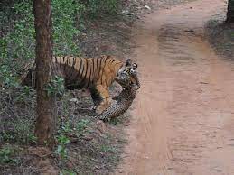 Download now harimau wikipedia bahasa melayu. Pertarungan Seru Harimau Versus Macan Tutul Siapa Yang Menang Citizen6 Liputan6 Com