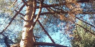 Изсъхват над 10 000 хектара изкуствени гори, предимно бял бор. Byal Bor Pinus Sylvestris Cbc Forest