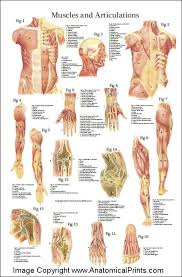 A wide variety of human torso muscles options are available to you Muscles And Articulations Anatomy Poster 24 X 36