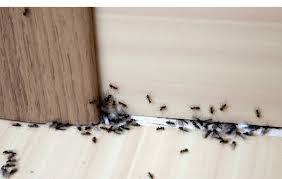 effective ways to get rid of ants in