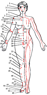 Acupuncture Points Chart Pdf Bedowntowndaytona Com